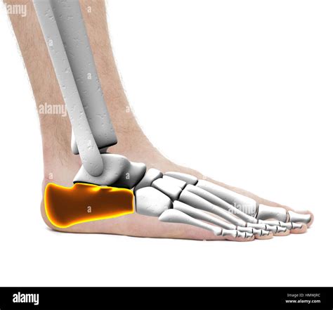 Calcaneus Heel Bone - Anatomy Male - Studio photo isolated on white ...