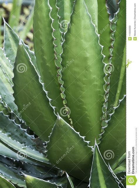 Splendida Hardy Century Plant Stock Photo - Image of vertical, asparagaceae: 110335050