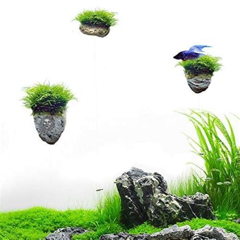 Avatar Floating Rock | Live aquarium plants, Floating garden, Fish tank ...