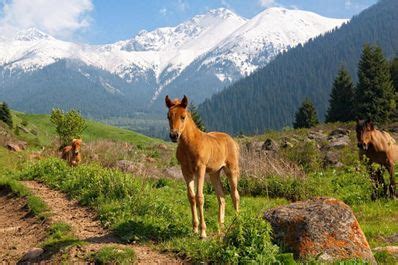 Kazakhstan Nature. National parks and reserves