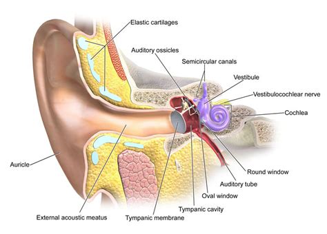 Hearing Structure Of The Ear - Integrated MCAT Course