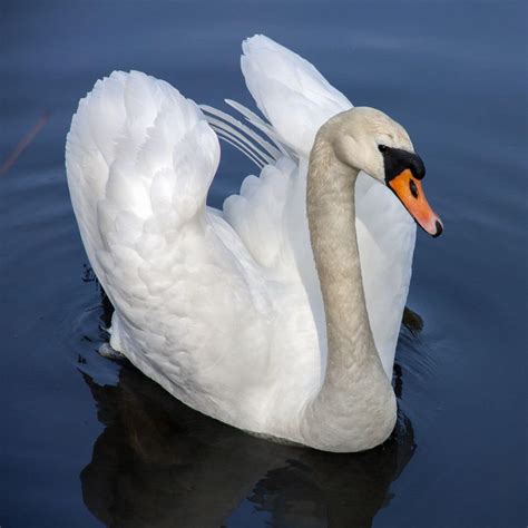 Can Swans Fly? (Science Expert Answer) - Bird Nature