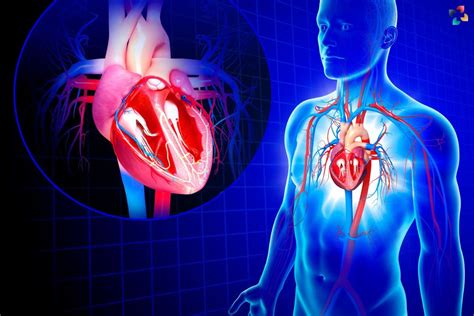 Low Ejection Fraction: Causes, Symptoms, And Treatment | The Lifesciences Magazine