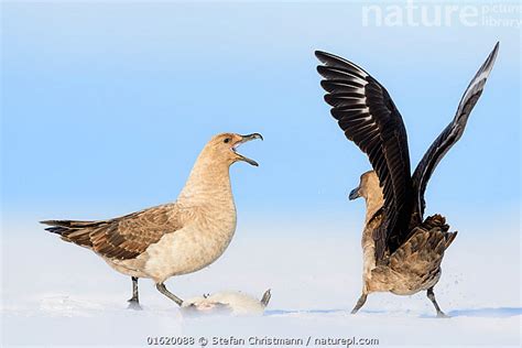 Nature Picture Library South polar skuas (Stercorarius maccormick ...