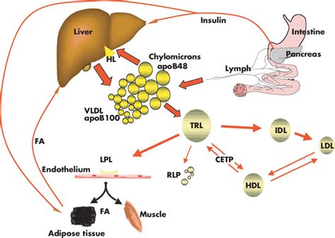 Lipid metabolism in vivo. Dietary fatty acids (FA) are absorbed from... | Download Scientific ...