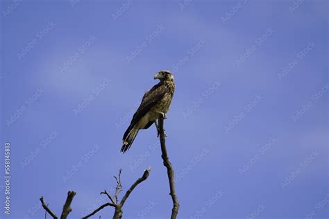 The chimango caracara (Milvago chimango) is a species of bird of prey ...