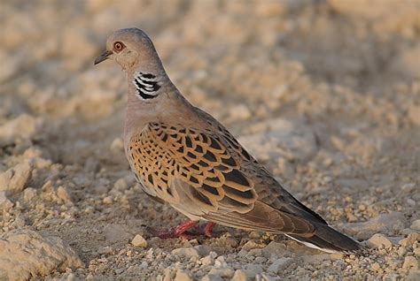 Birds of Saudi Arabia: European Turtle Dove Breeding