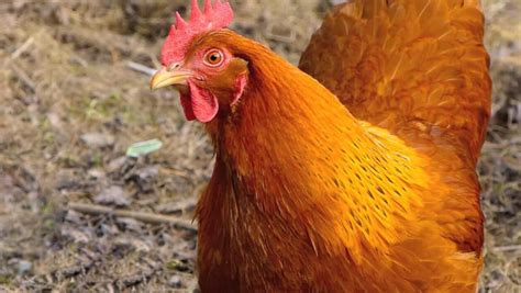 New Hampshire Chicken: Eggs, Height, Size and Raising Tips