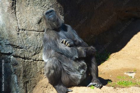 Gorillas are ground-dwelling, predominantly herbivorous apes that ...