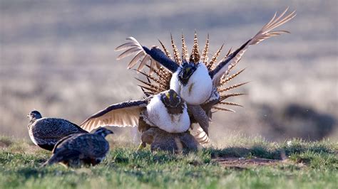 Ten Strange, Endearing and Alarming Animal Courtship Rituals - Cool ...