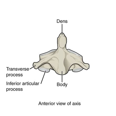 Dens Anatomy - Anatomy Reading Source