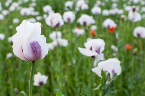 White Poppy Field | Copyright-free photo (by M. Vorel) | LibreShot