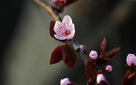 Plum Flower, Flowers, Nature, Flower, Plum, HD wallpaper | Peakpx