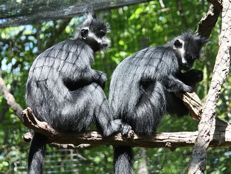 10 Facts About Francois' langur | FactSnippet