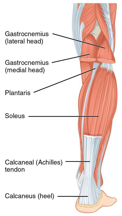 Triceps Surae - Physiopedia