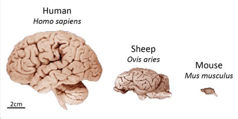 | Comparison of size and gross neuroanatomy of the sheep, human, and ...