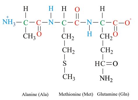 draw the structure of the tripeptide gly gly his ...