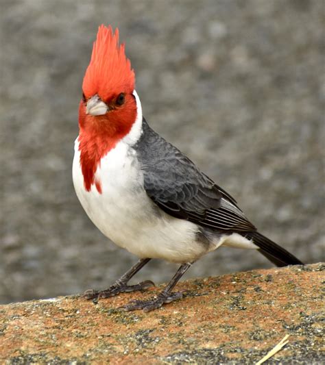 Red-Crested Cardinal. I love these little guys' flashy red crests, and ...