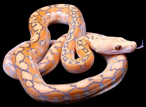 Image result for Reticulated Python Morphs | Albino animals, Reticulated python, Albino