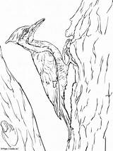 Pileated Woodpecker 2 coloring Page sketch template