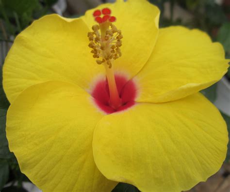 Tropical Hibiscus | Beautiful flowers, Hibiscus, Flowers