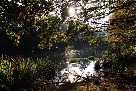 Fotos gratis : paisaje, árbol, agua, naturaleza, bosque, madera, sendero, puente, luz de sol ...