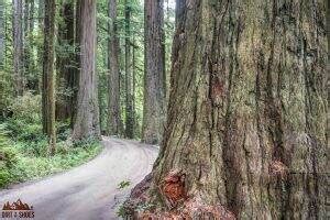 10 Things You Can't Miss On Your First Visit to the Redwoods - Page 3 of 3