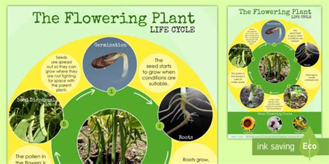 Flowering Plant Life Cycle Display Poster (Teacher-Made)