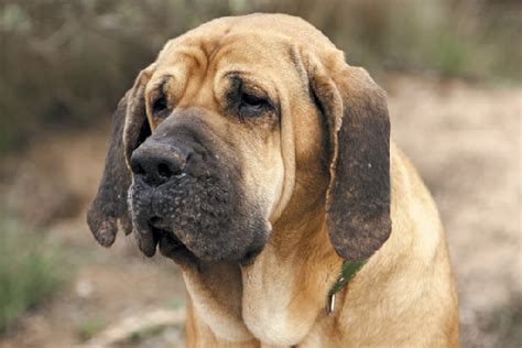 Fila Brasileiro - Temperament, Lifespan, Shedding, Puppy