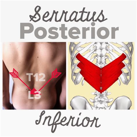 The Hip Joint: Serratus Posterior Inferior