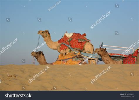 Camel Thar Desert Stock Photo 549304939 | Shutterstock