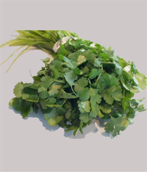 Cilantro – Hydroponics Nepal Shop