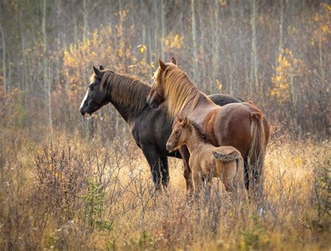 Alberta’s Wild Horses - Debra Garside Photography & Art