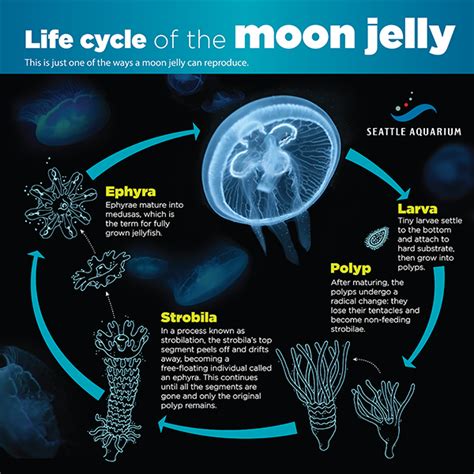 Jellyfish Diagram