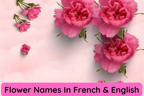 Flowers Name In French and English – French Flower Names 🌸