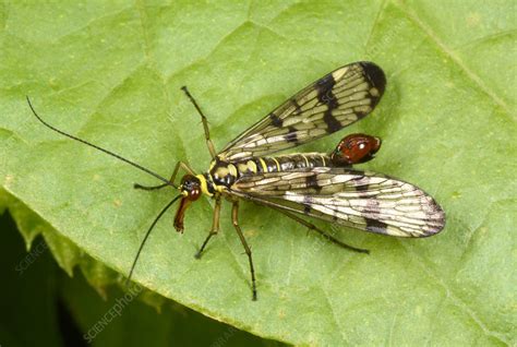 Scorpion fly - Stock Image - C024/3084 - Science Photo Library