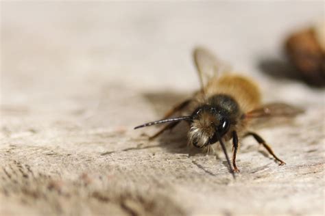 Views of the Ock: Return of the mason bees