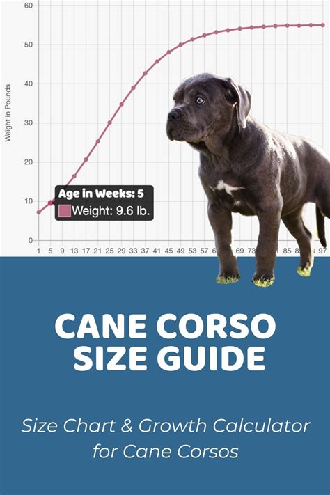 Cane Corso Size Guide: Size Chart & Growth Patterns