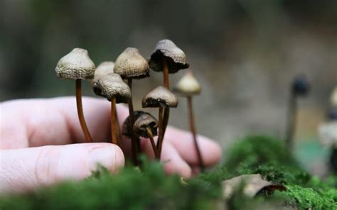 How To Grow Magic Mushrooms - Mushroom Geeks