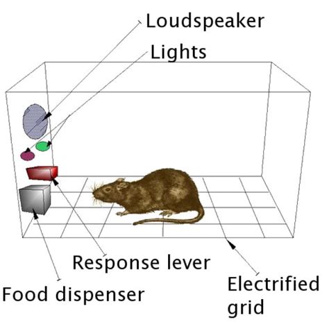 How a Skinner Box Is Used to Research Operant Conditioning