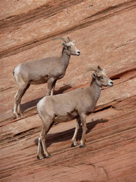 Desert Bighorn Sheep make comeback in Zion Park - The Independent ...