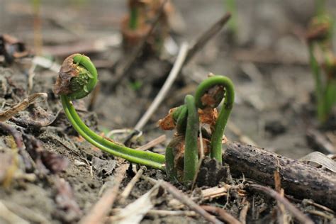 Ostrich Fern (Matteuccia Struthiopteris): Identification, Edible Uses ...