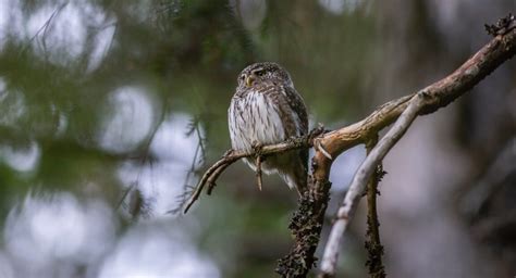 Ullu | Often a person with moral and simplicity known as Ullu (owl ...