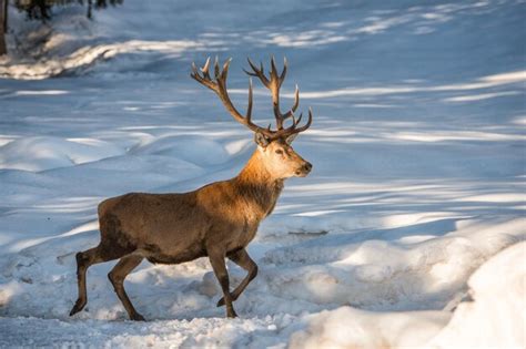 Premium Photo | Deer portrait on the snow background