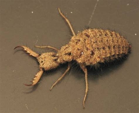 Myrmeliontidae(antlion) larva - dig pits in sand and bury themselves, then prey on ants that ...