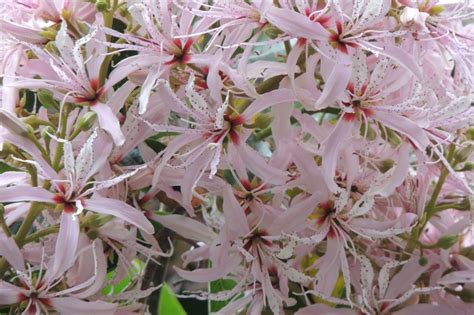 Mulberry Tree blossoms - such gorgeous flowers! | Mulberry tree ...