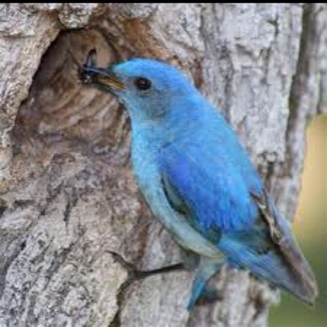 Mountain Bluebird from Idaho State. The road is lined with bird houses ...