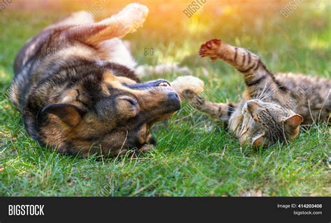 Dog Cat Best Friends Image & Photo (Free Trial) | Bigstock