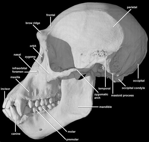 Chimpanzee Skull Side - Pan troglodytes | Anatomy Reference | Pinterest ...