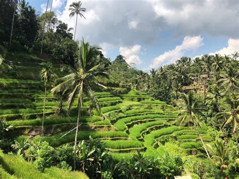 The Picture-Perfect Tegallalang Rice Terrace of Bali